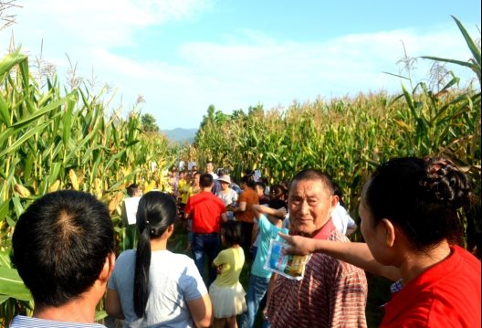 1郁烏金“豬八戒”玉米種植示范田觀摩現(xiàn)場(chǎng).JPG